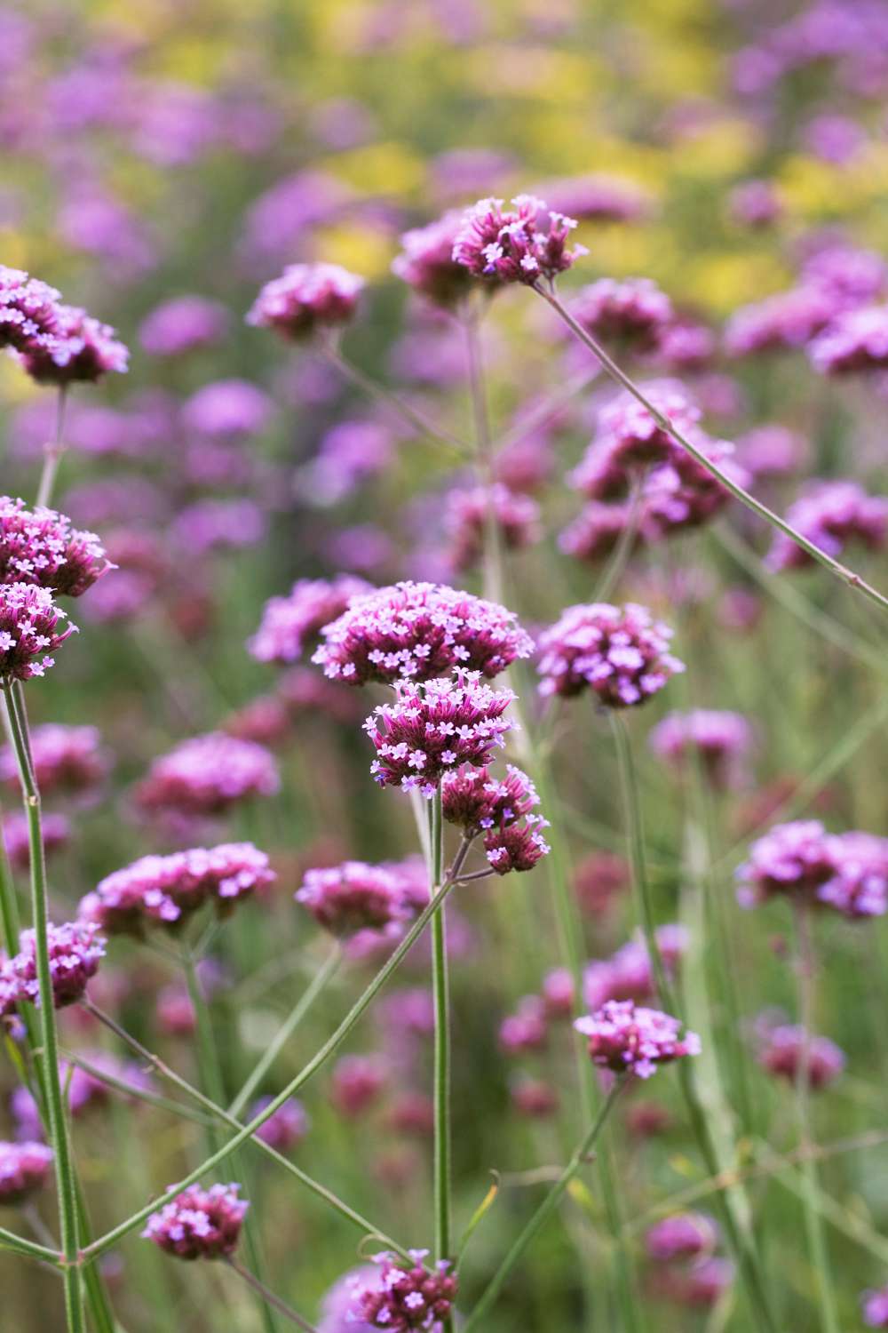 Verbena Bonariensis (frø)